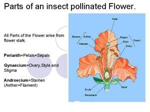 Parts of an insect pollinated Flower All Parts