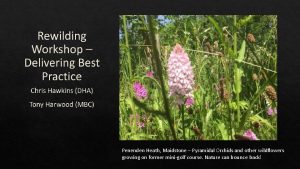 Penenden Heath Maidstone Pyramidal Orchids and other wildflowers