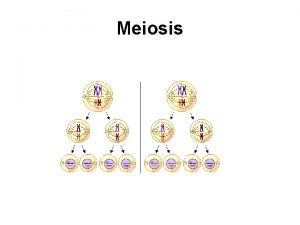 Meiosis Diploid to Haploid Interphase Meiosis I prophase