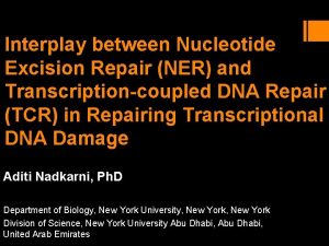 Interplay between Nucleotide Excision Repair NER and Transcriptioncoupled