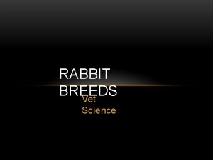 RABBIT BREEDS Vet Science AMERICAN FUZZY LOP Similar