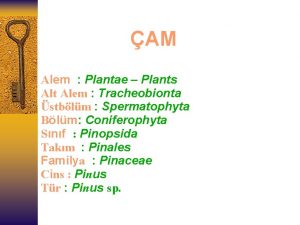 AM Alem Plantae Plants Alt Alem Tracheobionta stblm