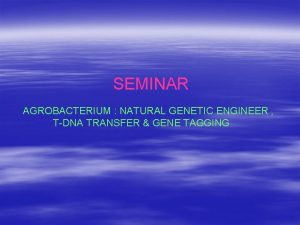 SEMINAR AGROBACTERIUM NATURAL GENETIC ENGINEER TDNA TRANSFER GENE