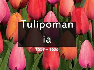 Tulipoman ia 1559 1636 Constantinople X X 1559