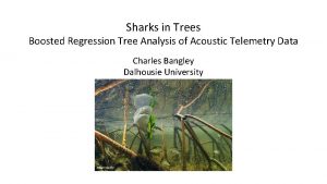 Sharks in Trees Boosted Regression Tree Analysis of