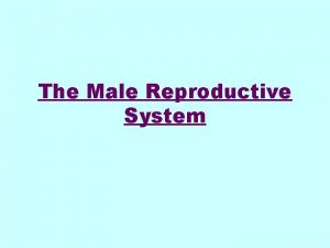 The Male Reproductive System MALE DIAGRAM External Male