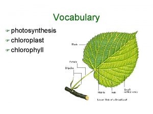Vocabulary photosynthesis chloroplast chlorophyll Photosynthesis Photo Light Synthesis
