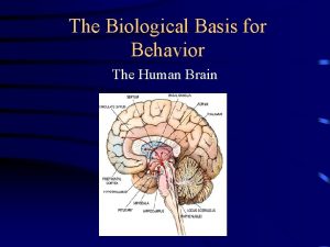 The Biological Basis for Behavior The Human Brain