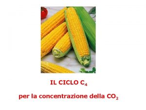 IL CICLO C 4 per la concentrazione della