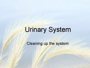 Urinary System Cleaning up the system Parts Kidney