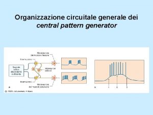 Organizzazione circuitale generale dei central pattern generator I