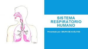 SISTEMA RESPIRATORIO HUMANO Presentado por GRUPO DE ACLITOS