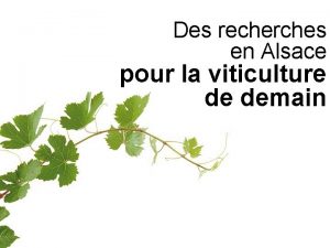 Des recherches en Alsace pour la viticulture de