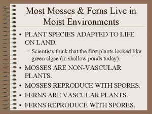 Most Mosses Ferns Live in Moist Environments PLANT