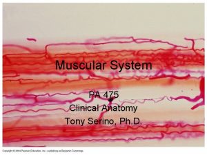 Muscular System PA 475 Clinical Anatomy Tony Serino