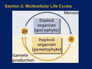 Section 3 Multicellular Life Cycles Diploid Life Cycle