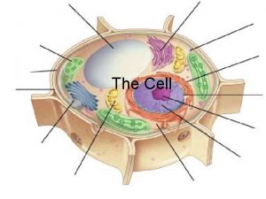 The Cell Prokaryotic and Eukaryotic Cells Prokaryotic v