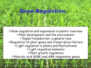Gene Regulation Gene regulation and expression in plants