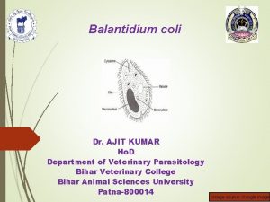 Balantidium coli Dr AJIT KUMAR Ho D Department