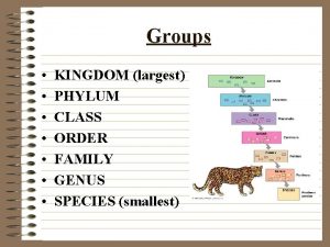 Groups KINGDOM largest PHYLUM CLASS ORDER FAMILY GENUS