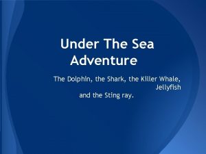 Under The Sea Adventure The Dolphin the Shark