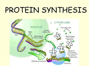 PROTEIN SYNTHESIS The overall goal of protein synthesis