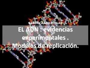 GENTICA MOLECULAR EL ADN evidencias experimentales Modelos de