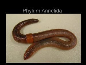 Phylum Annelida Leeches General Information Annelids are ringed