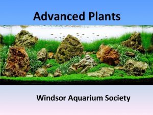 Advanced Plants Windsor Aquarium Society Advanced Plants Basics