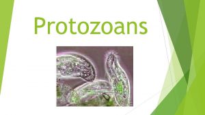 Protozoans Overview Generally heterotrophic motile and unicellular Not
