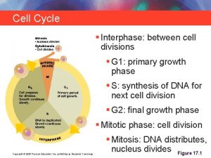 Cell Cycle Interphase between cell divisions G 1