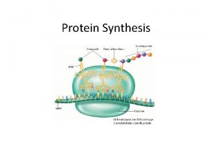 Protein Synthesis Proteins https www youtube comwatch vsu