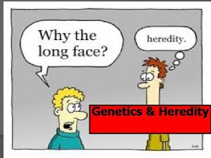 Genetics Heredity Genetics is the study of heredity