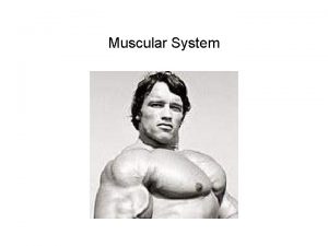 Muscular System Types of muscle tissue Muscle tissue