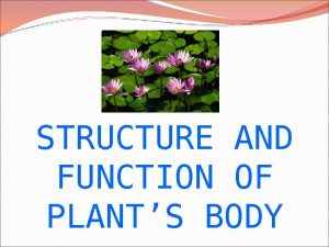 STRUCTURE AND FUNCTION OF PLANTS BODY The Organs