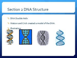 Section 2 DNA Structure DNA Double Helix Watson
