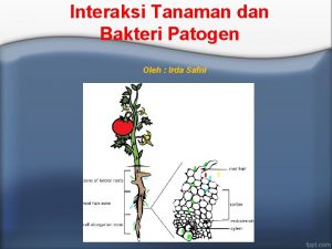 Interaksi Tanaman dan Bakteri Patogen Oleh Irda Safni