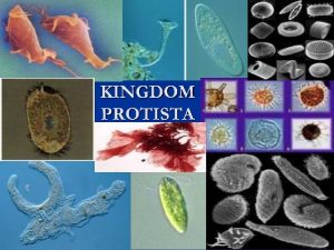 Kingdom Protista Cell type microscopic mostly unicellular some