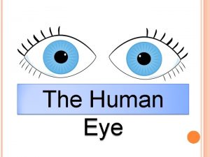 The Human Eye The eye is like a