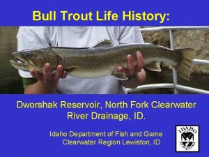 Bull Trout Life History Dworshak Reservoir North Fork