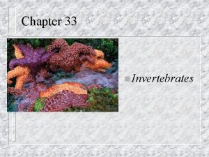 Chapter 33 n Invertebrates Parazoa n n Invertebrates