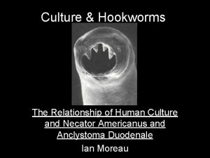 Culture Hookworms The Relationship of Human Culture and