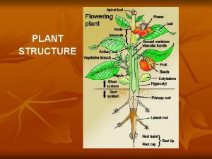 PLANT STRUCTURE The Typical Plant Body The Root