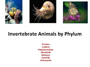 Invertebrate Animals by Phylum Porifera Cnidaria Platyhelminthes Nematoda
