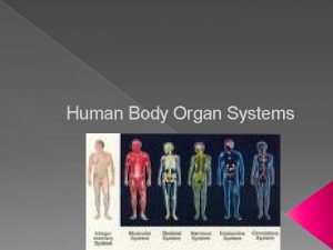 Human Body Organ Systems The Human body has