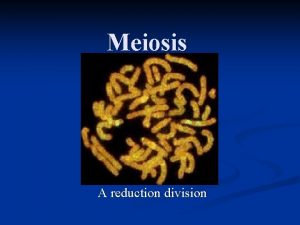 Meiosis A reduction division Meiosis n n Multicelled