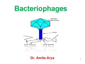 Bacteriophages Dr Amita Arya 1 Bacteriophage A bacteriophage