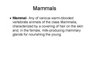 Mammals Mammal Any of various warmblooded vertebrate animals