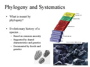 Phylogeny and Systematics What is meant by phylogeny