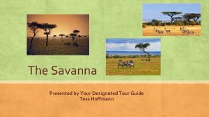 The Savanna Presented by Your Designated Tour Guide